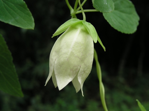 โสมเลย Codonopsis javanica (Blume) Hk.f.<br/>CAMPANULACEAE
